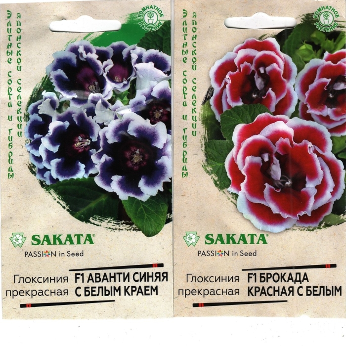 Глоксиния аванти f1 синяя с белым краем