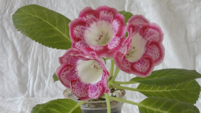 Глоксиния цветок комнатный