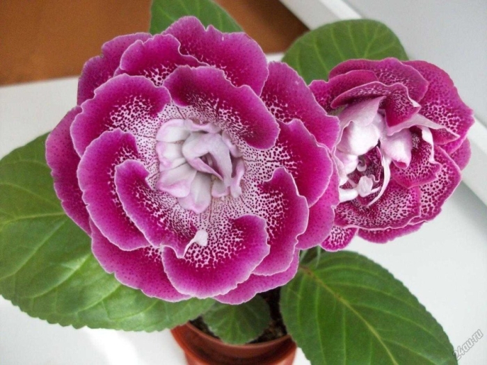 Глоксиния элиза