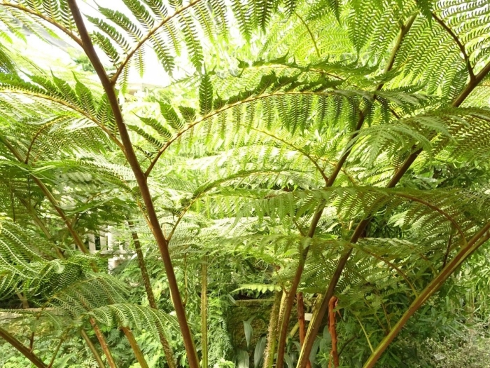 Древовидный папоротник циатея