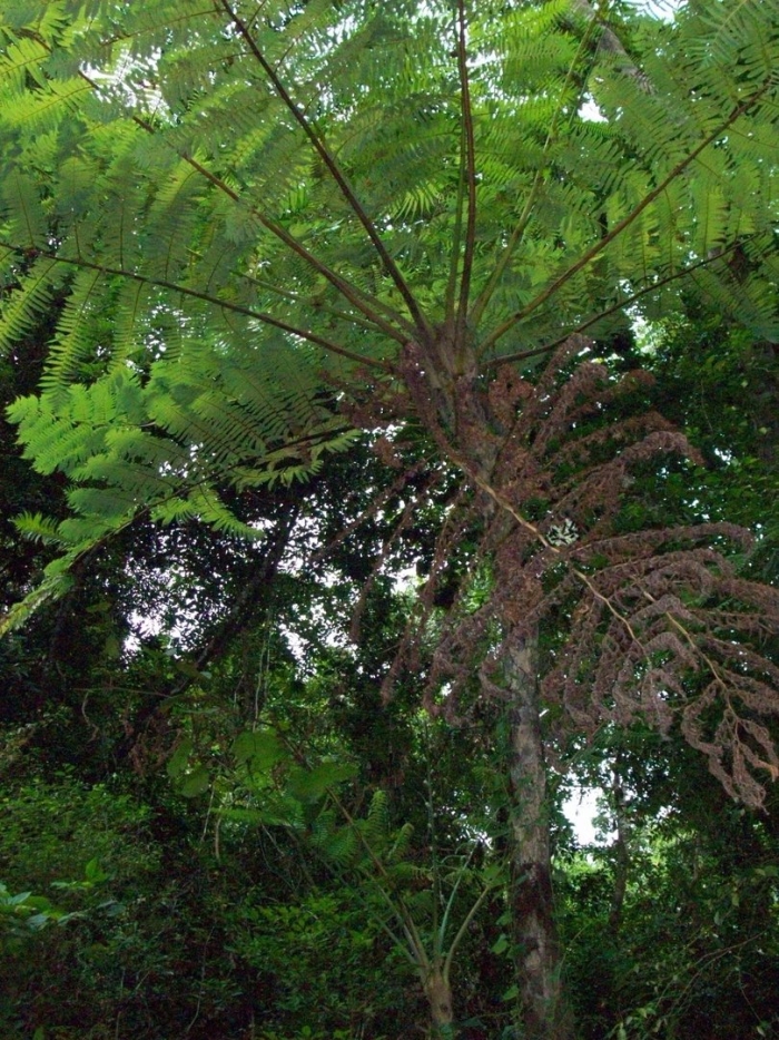 Диксония папоротник