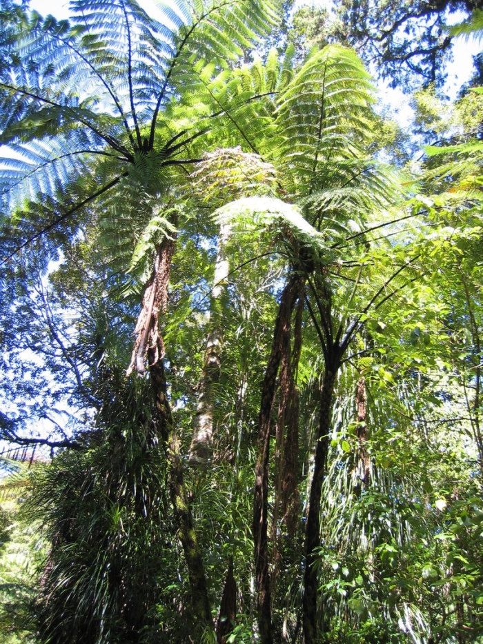 Древовидный папоротник из новой зеландии