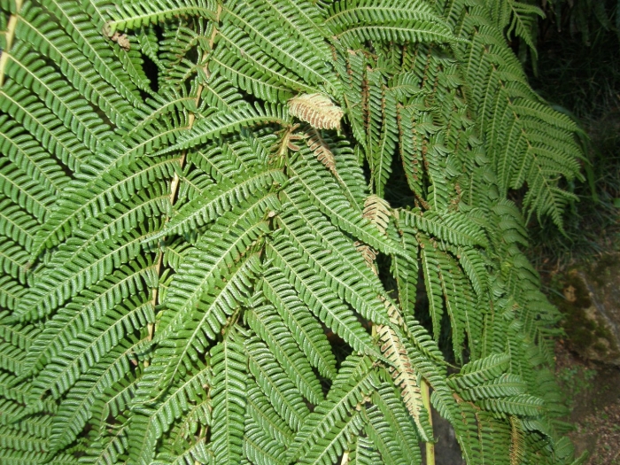 Диптериевые папоротники