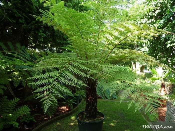 Циатея брауна папоротник