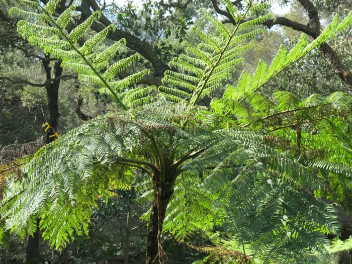Древовидные папоротники в настоящее время