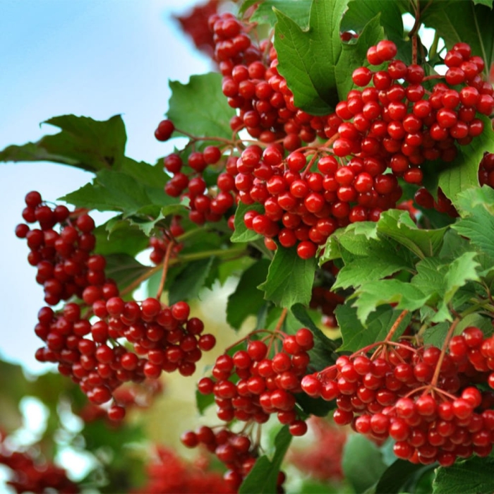 Калина обыкновенная красная гроздь