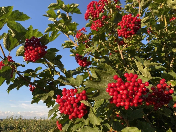 Куст калина