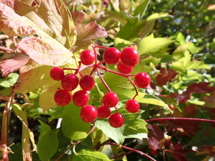 Калина обыкновенная вигоровская