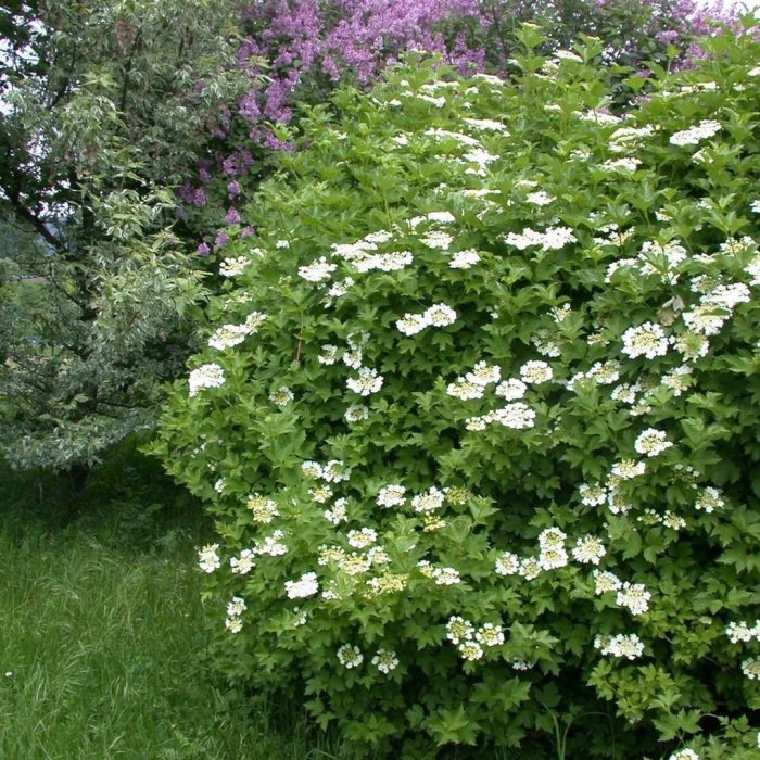 Калина обыкновенная viburnum opulus