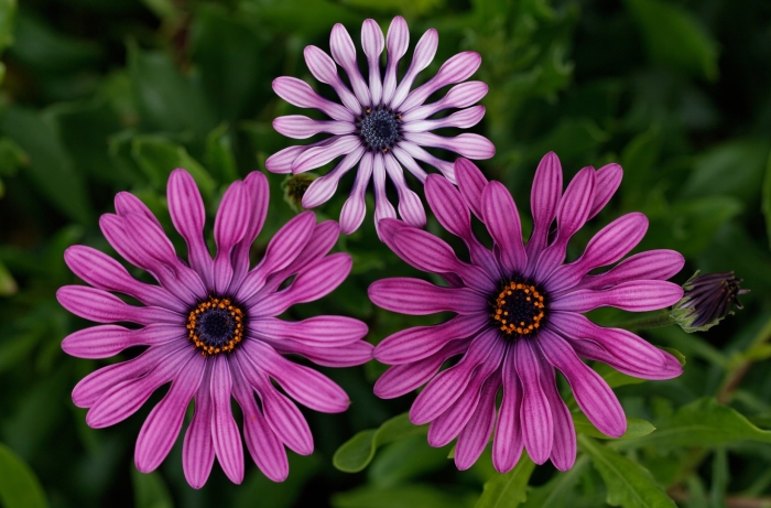 Цветок остеоспермум