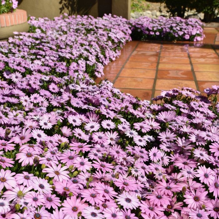 Остеоспермум лавандер