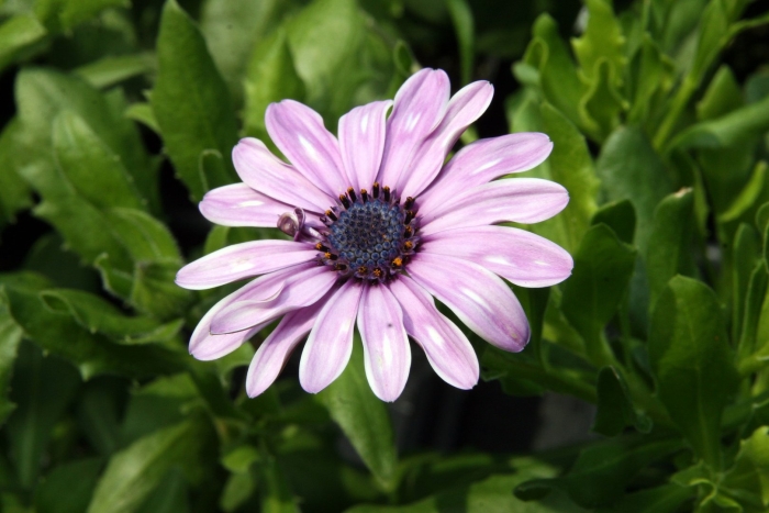 Остеоспермум эклонис