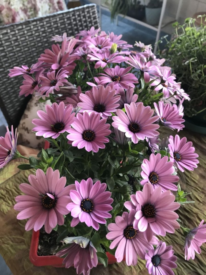 Остеоспермум маргарита лилак