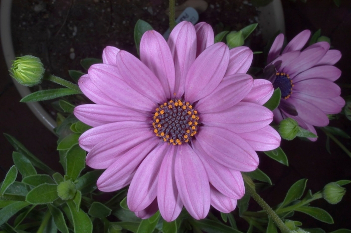 Остеоспермум африкан дейси