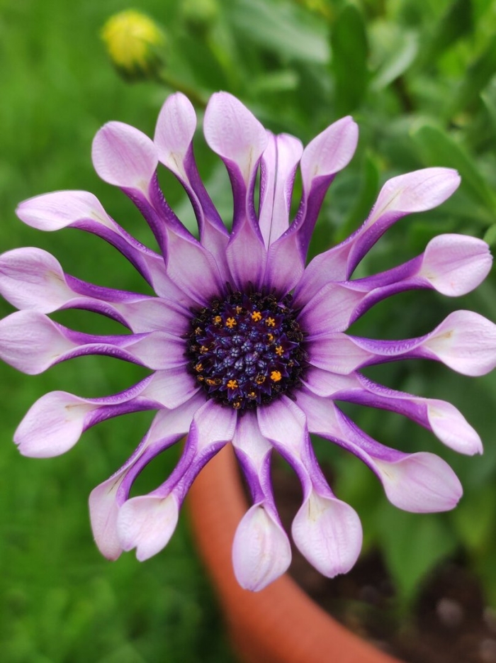 Остеоспермум спайдер пинк