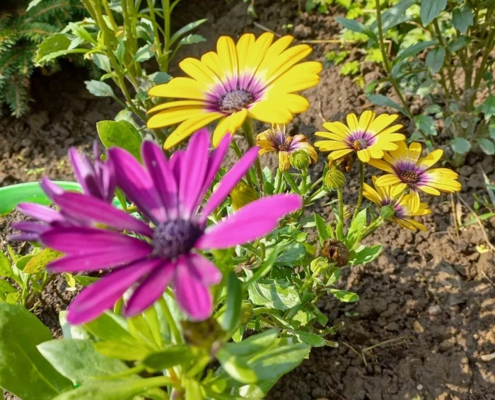 Остеоспермум эрато