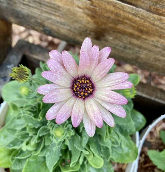 Остеоспермум или диморфотека