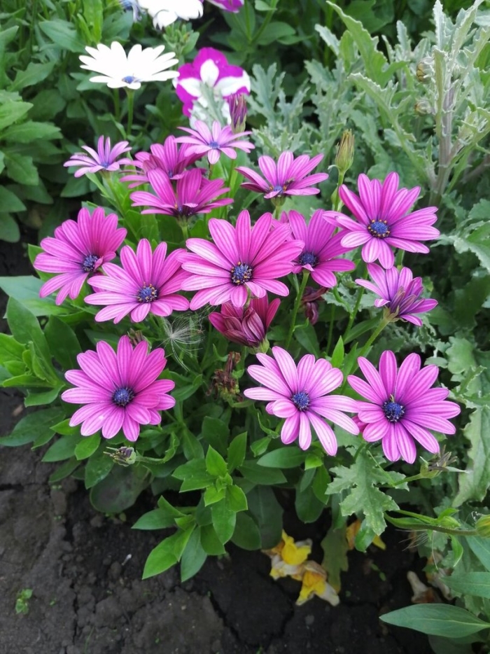 Цветок остеоспермум многолетник