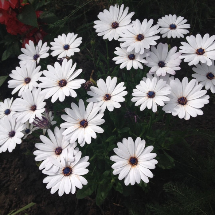 Молочай окаймленный