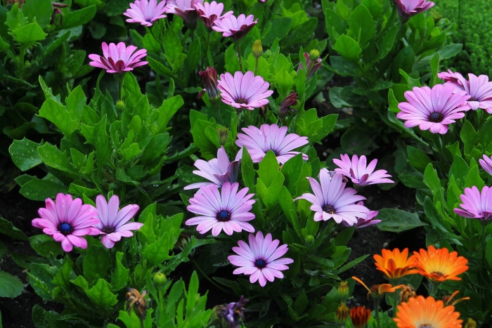 Диморфотека капская маргаритка