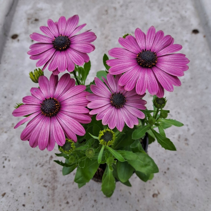 Цветы остеоспермум