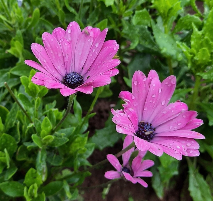 Цветок остеоспермум многолетник