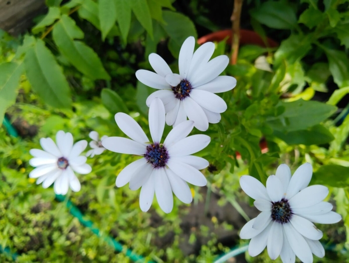 Остеоспермум небо и лед