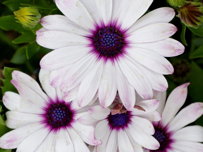 Маргаритка африканская остеоспермум