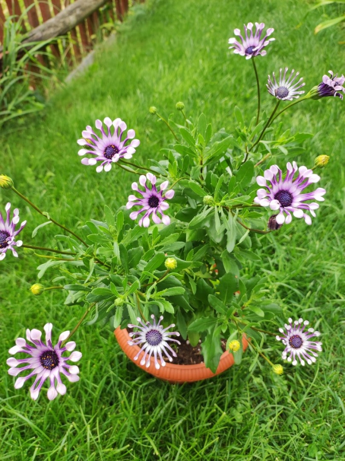 Остеоспермум спайдер уайт