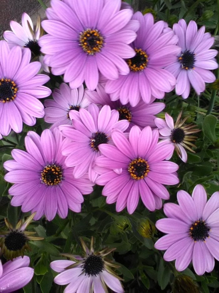 Остеоспермум санни электра