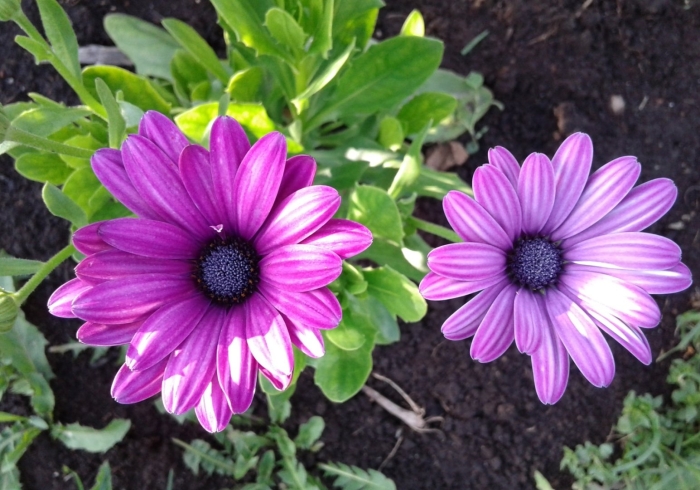 Остеоспермум sunny