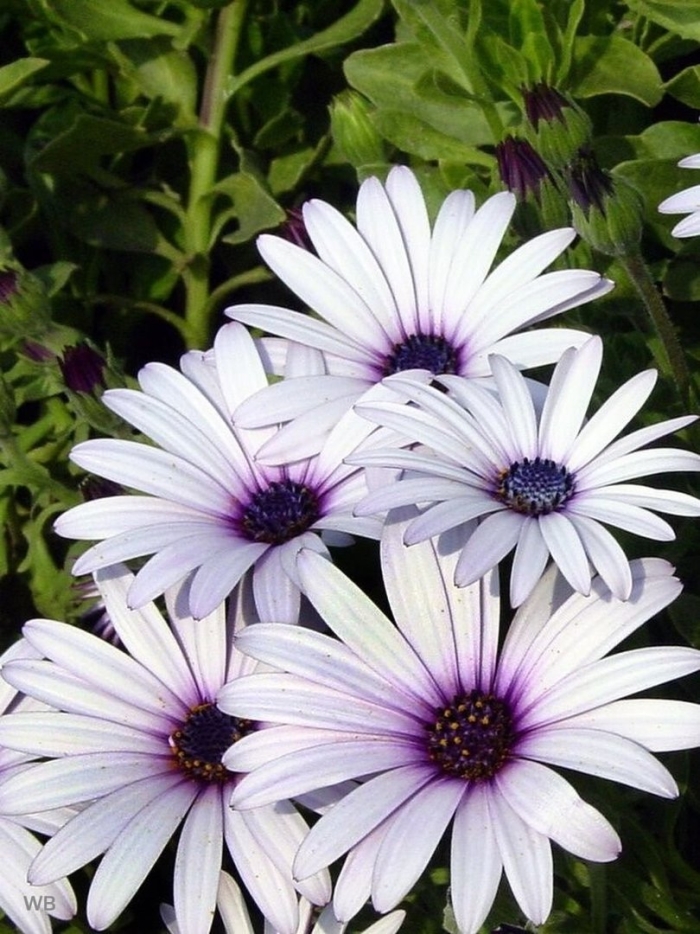 Остеоспермум семена