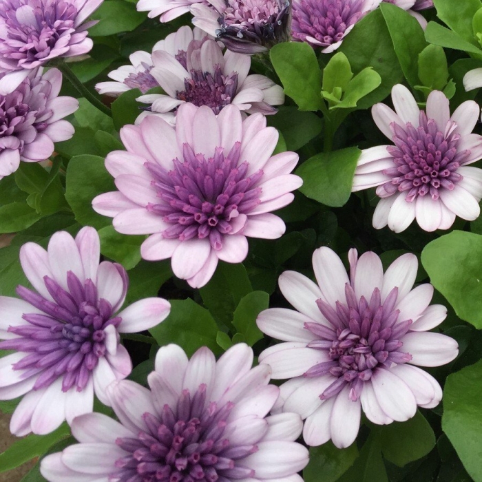 Остеоспермум violet ice