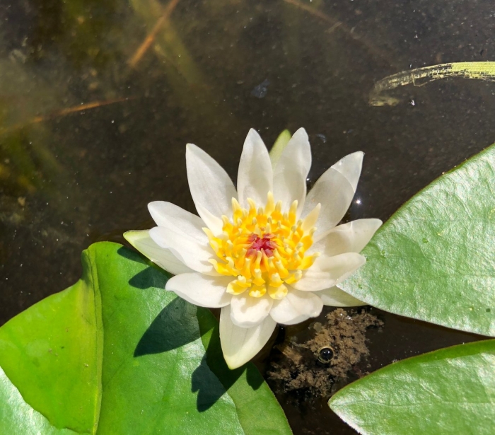 Nymphaea tetragona