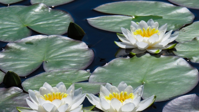 Кувшинка белая нимфея