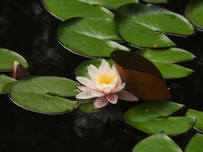 Кувшинка нимфея