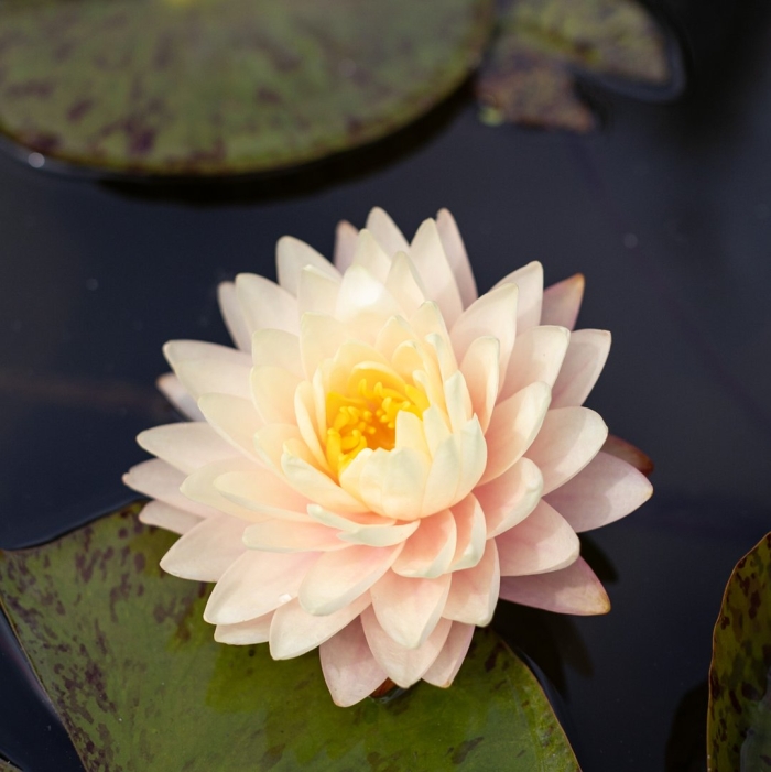 Жёлтая кувшинка