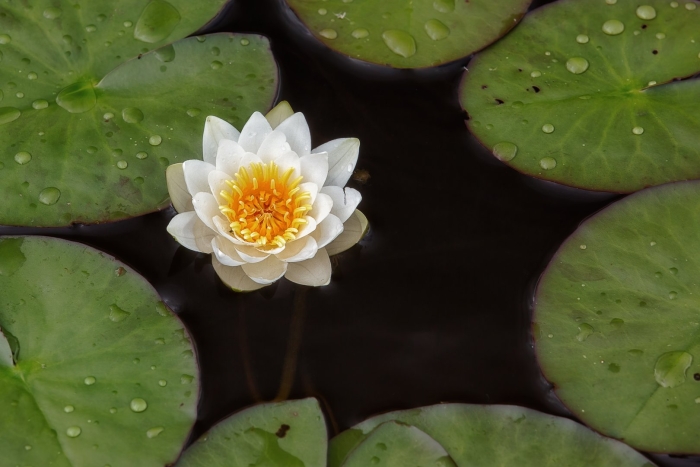 Кувшинка одолень трава