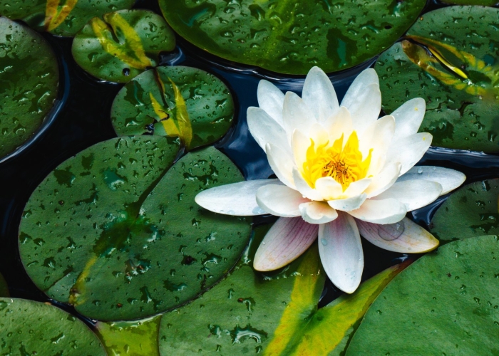 Кувшинка водяная лилия