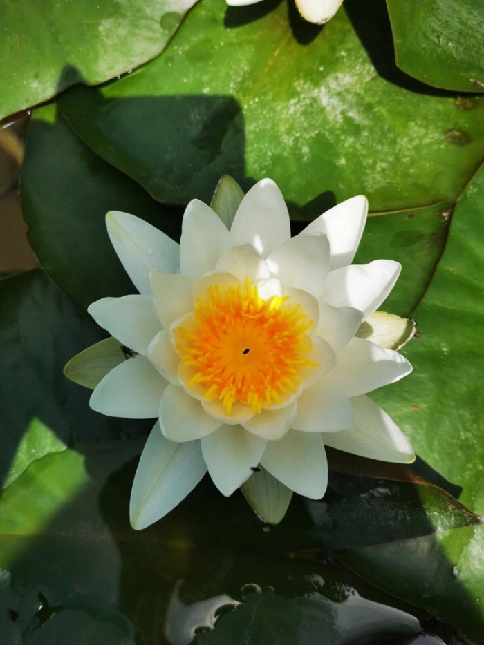 Водяная лилия кувшинка