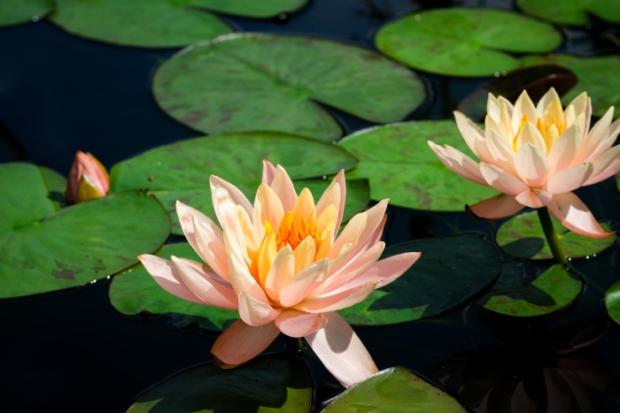 Нимфея лотос