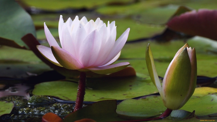 Лотус и кувшинка