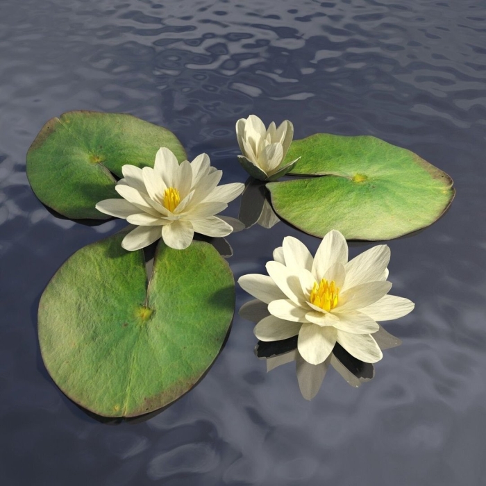 Купава кувшинка