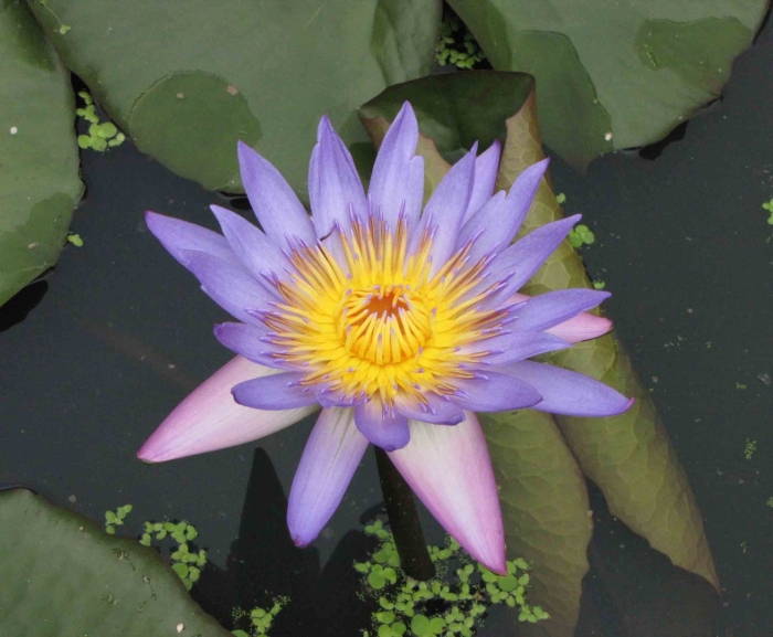 Нимфея yellow sensation