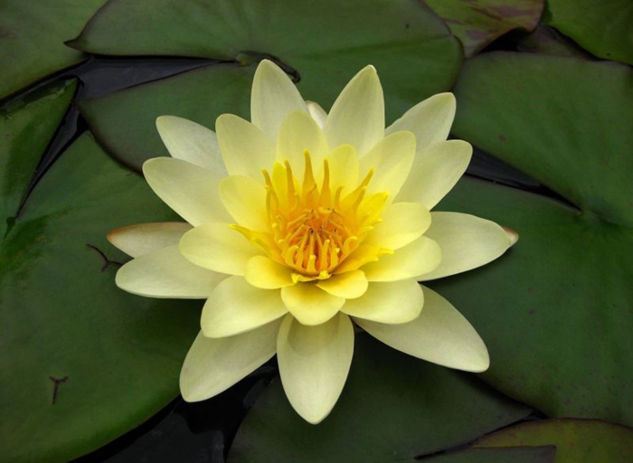 Кувшинка marliacea chromatella'