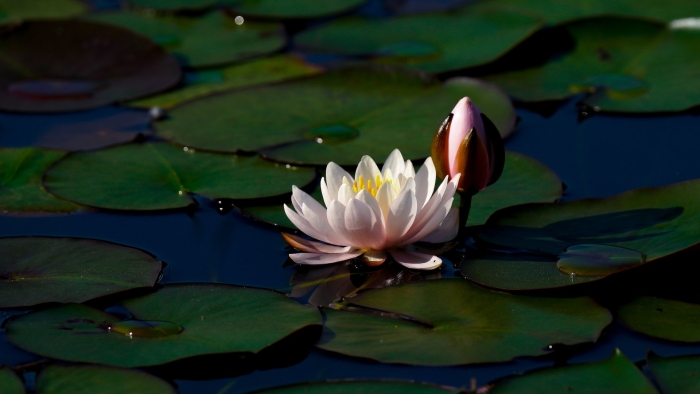 Лотос кувшинка водяная лилия