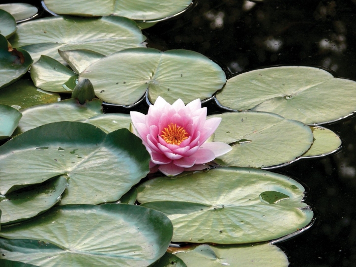 Кувшинка лотос