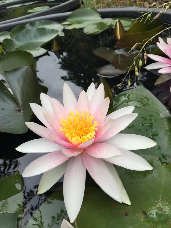 Лотос и кувшинка отличие