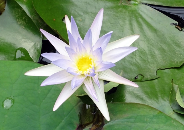 Nymphaea caerulea