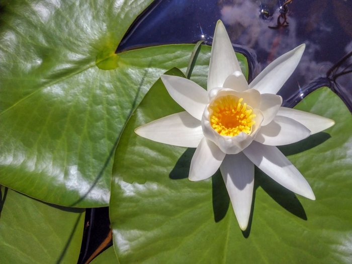 Нимфея marliacea albida